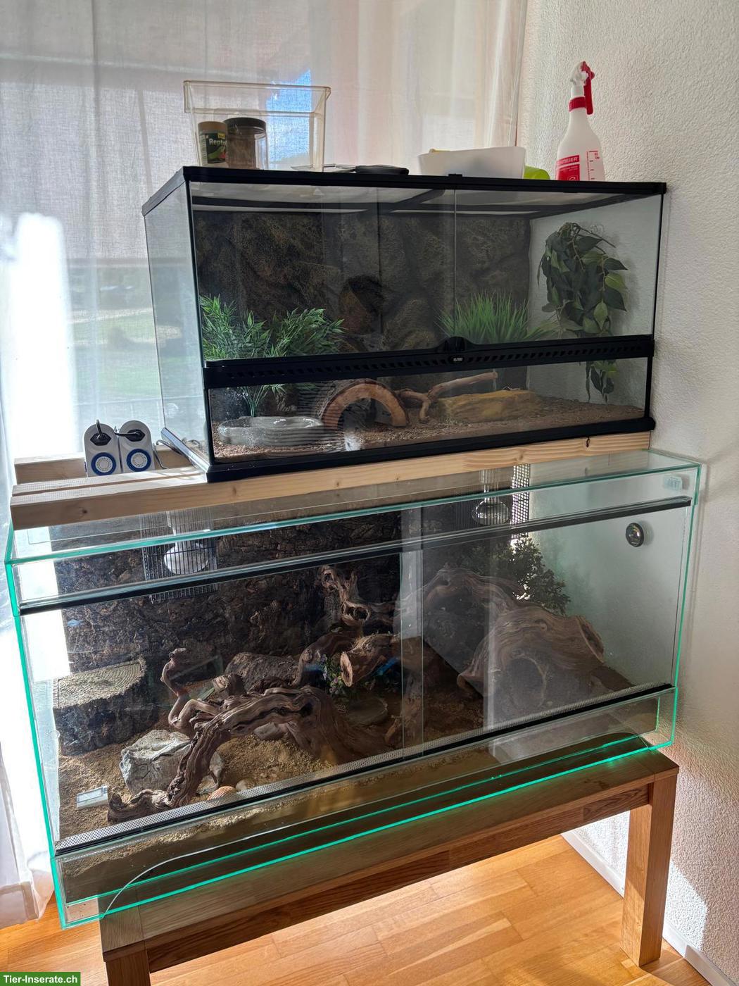 Bild 3: Leopardgecko mit kompletter Ausstattung abzugeben