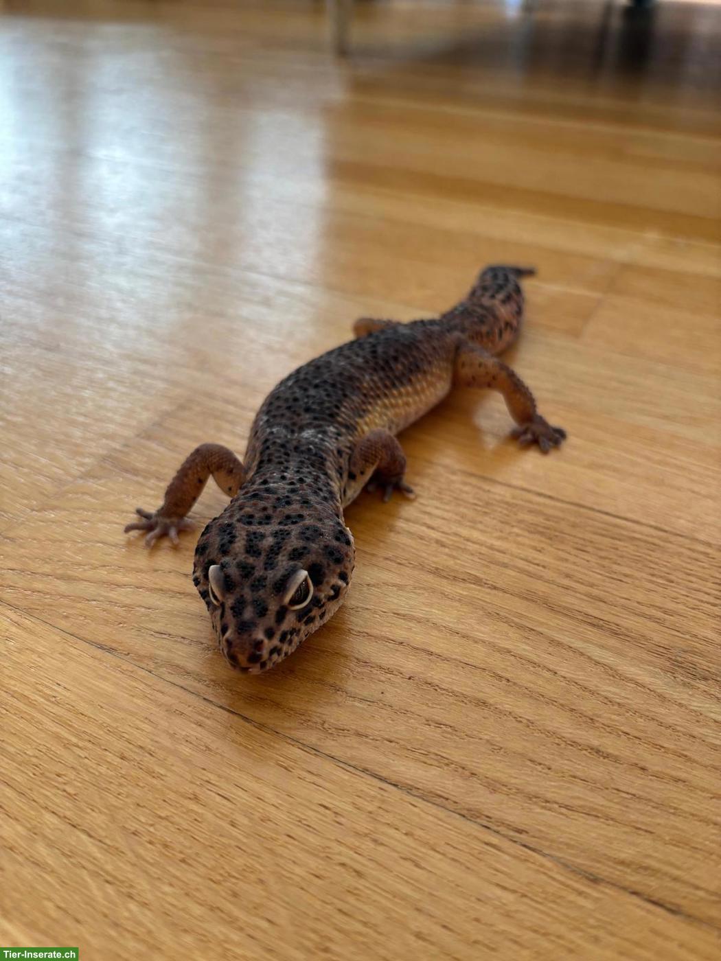 Bild 4: Leopardgecko mit kompletter Ausstattung abzugeben