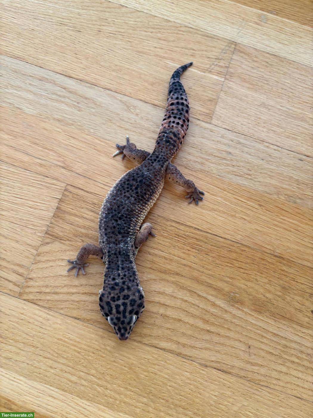 Bild 5: Leopardgecko mit kompletter Ausstattung abzugeben