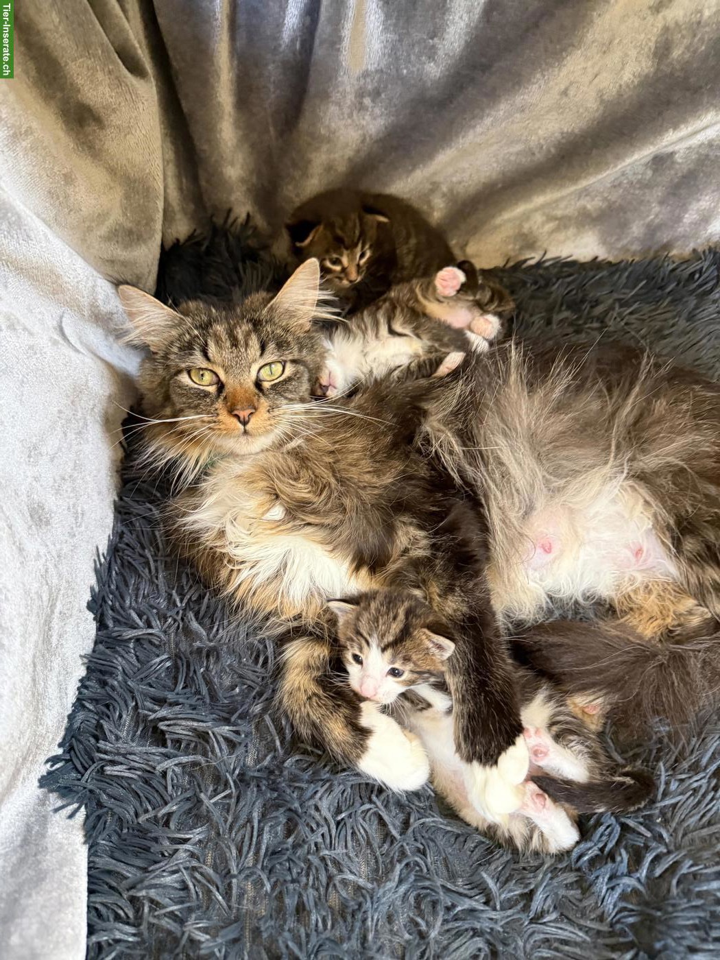 Maine Coon Mix Kitten