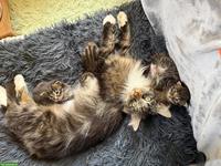 Maine Coon Mix Kitten