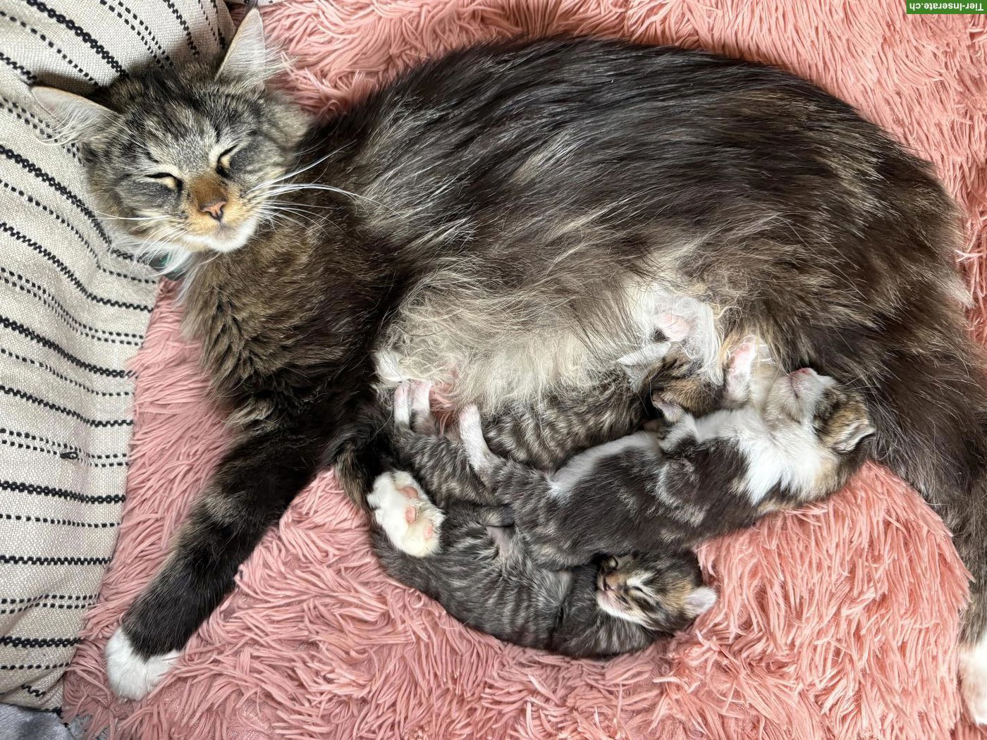 Bild 2: Maine Coon Mix Kitten