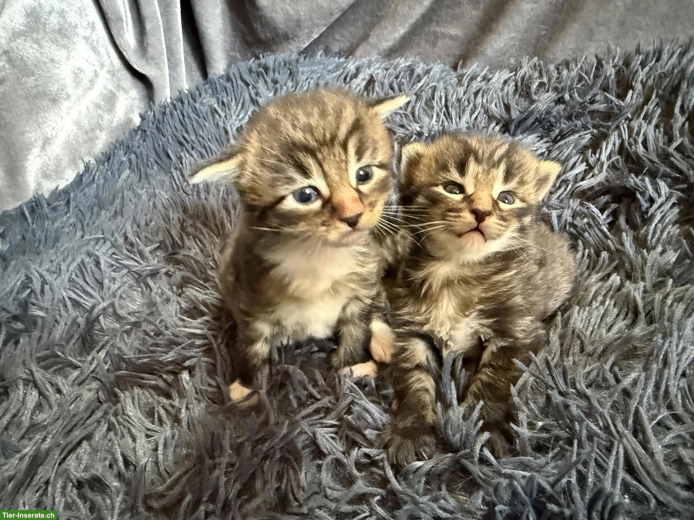Bild 3: Maine Coon Mix Kitten
