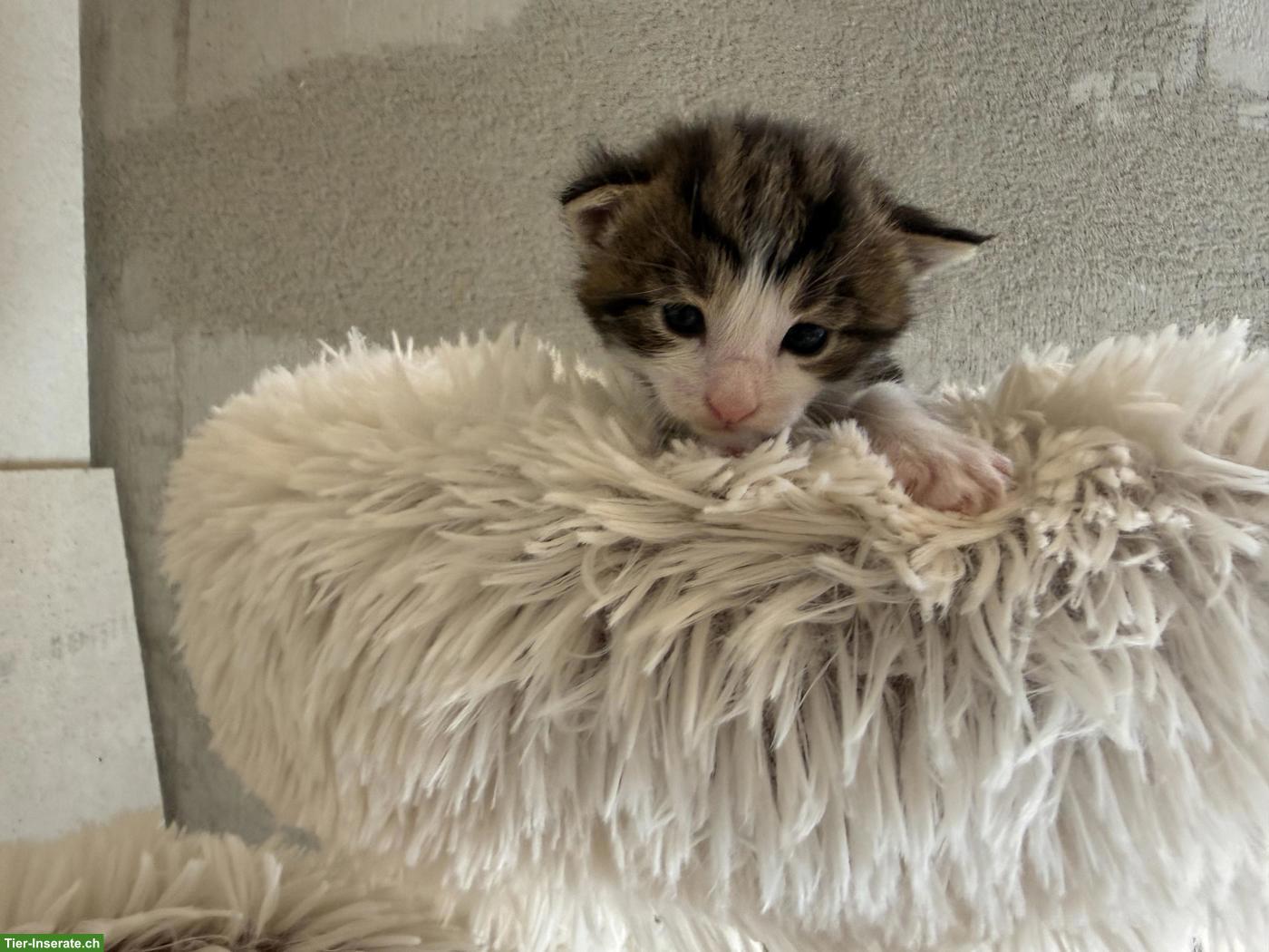 Bild 4: Maine Coon Mix Kitten