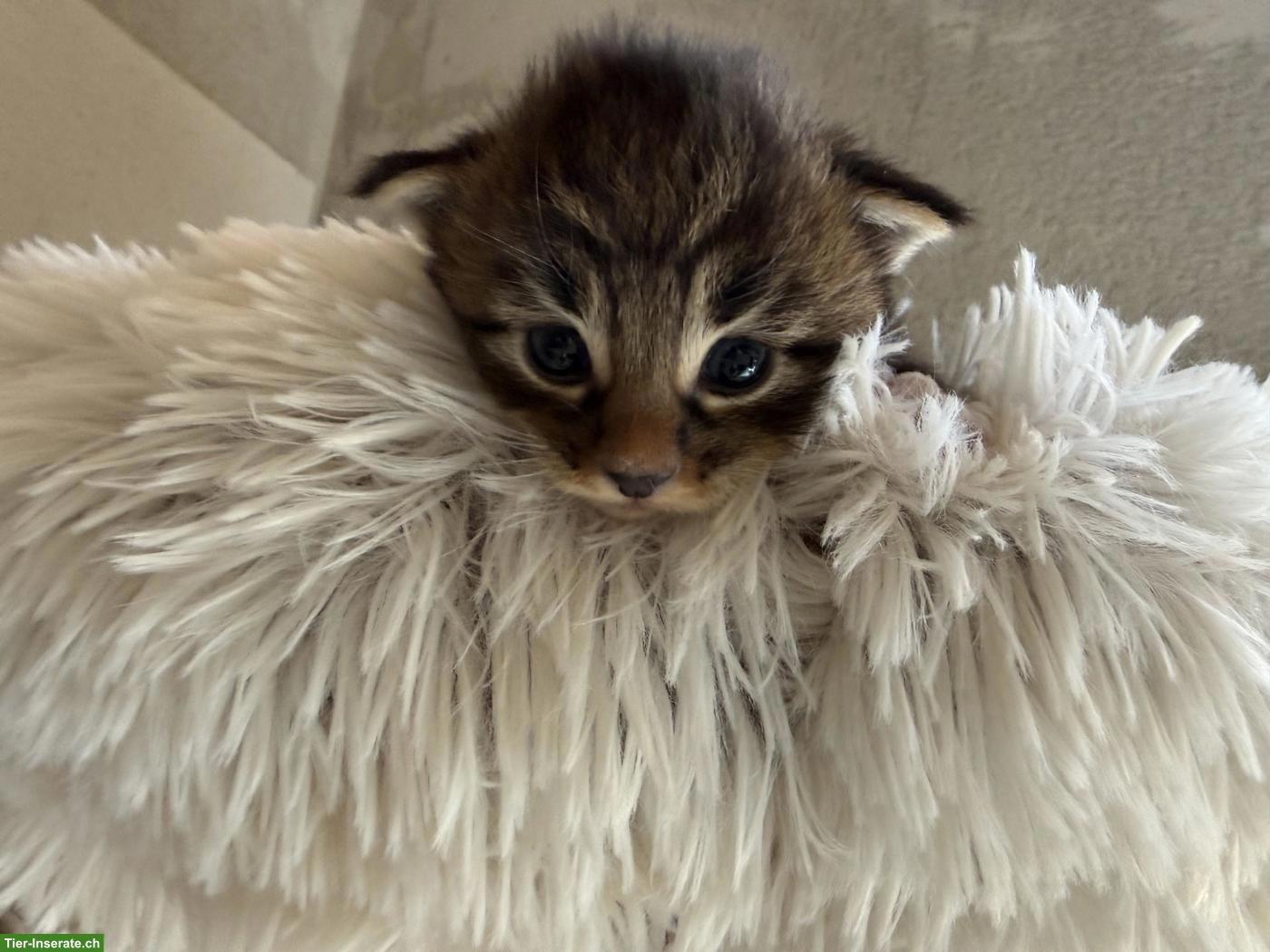 Bild 5: Maine Coon Mix Kitten