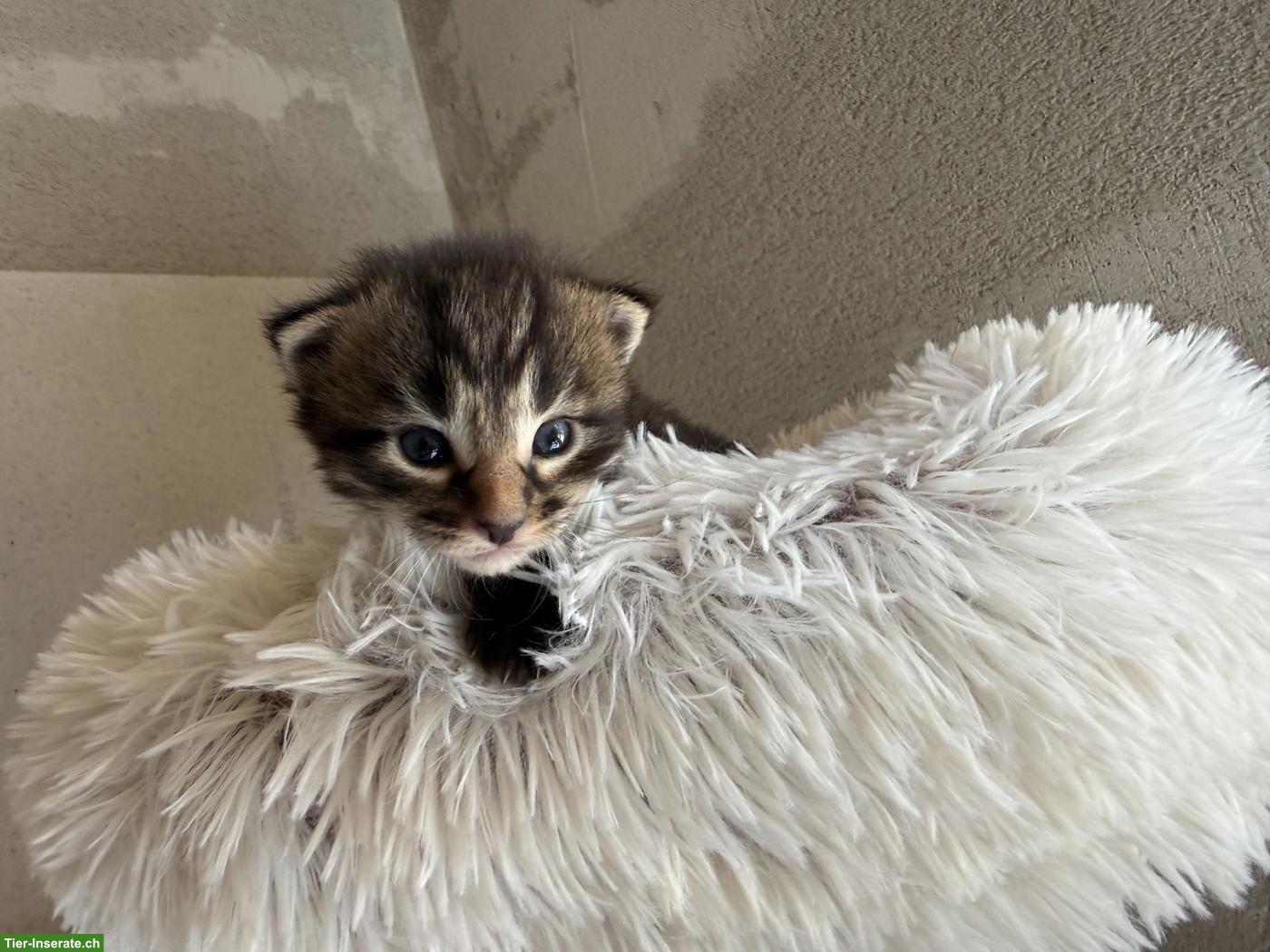Bild 6: Maine Coon Mix Kitten