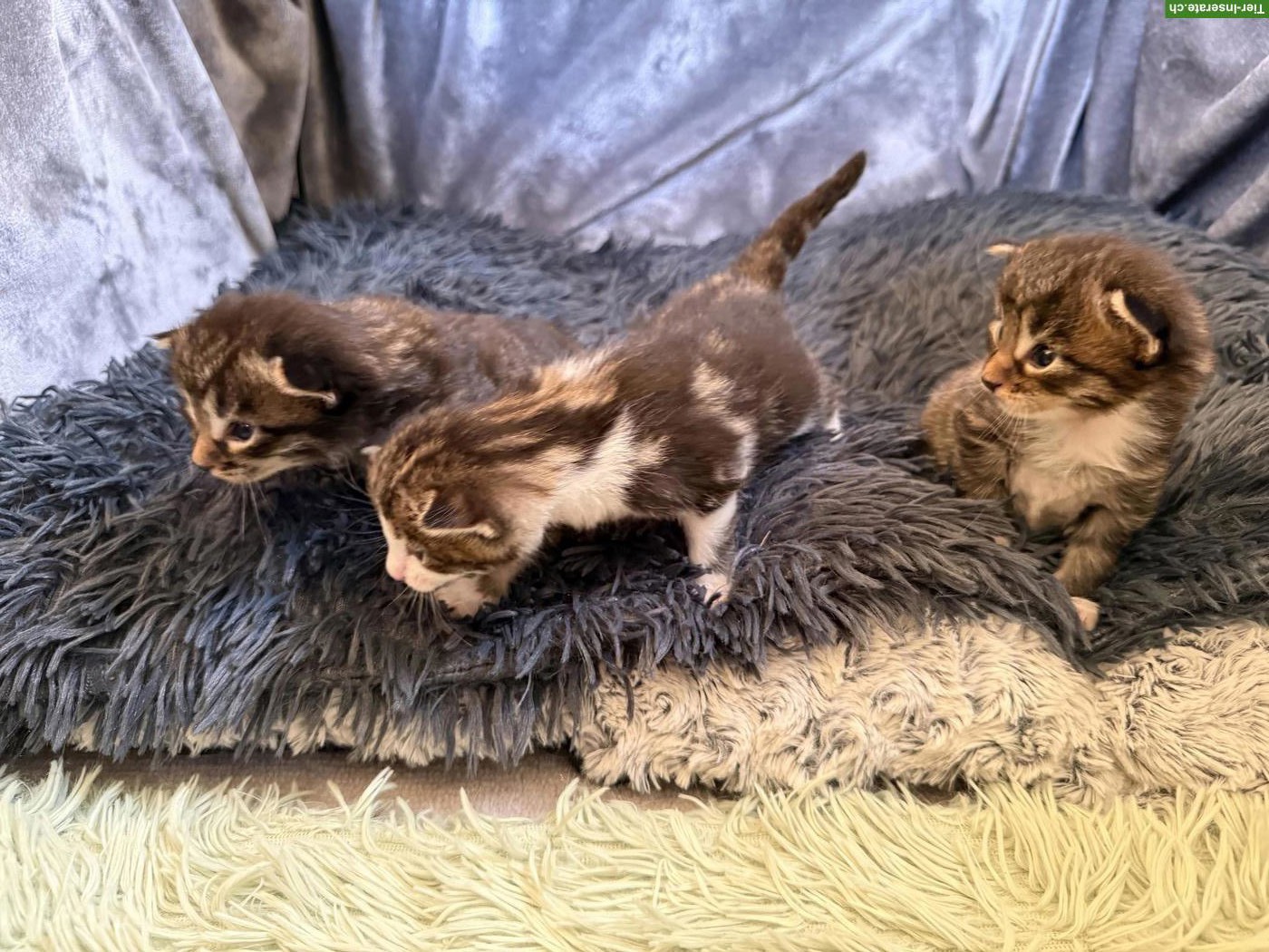 Bild 7: Maine Coon Mix Kitten