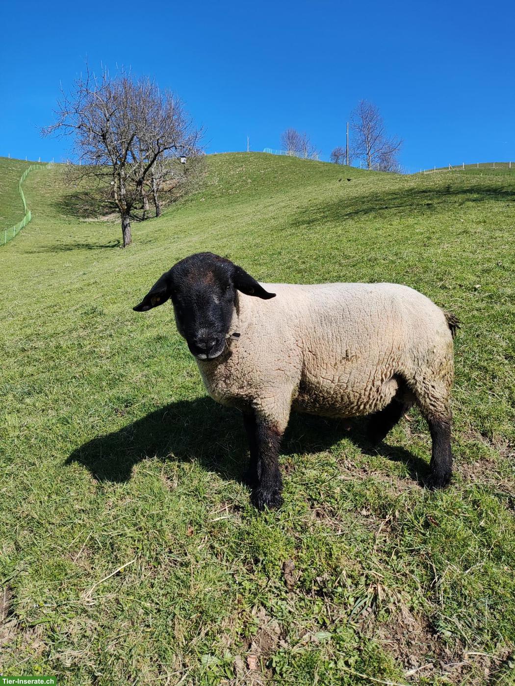 3-jähriger Suffolk Bock zu verkaufen