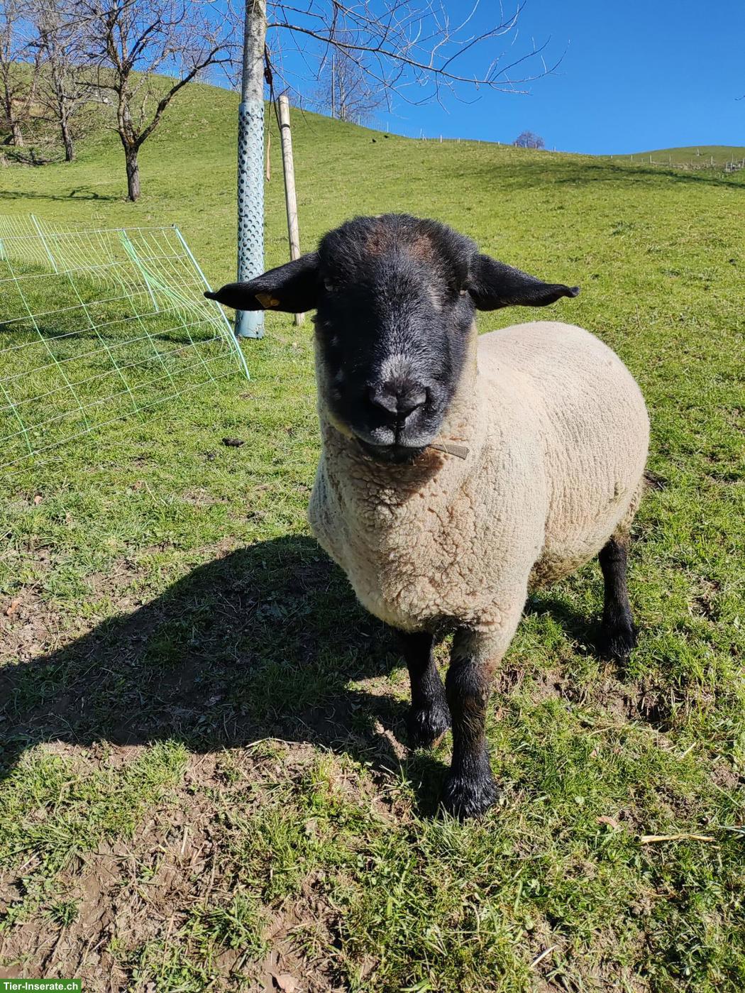 Bild 2: 3-jähriger Suffolk Bock zu verkaufen