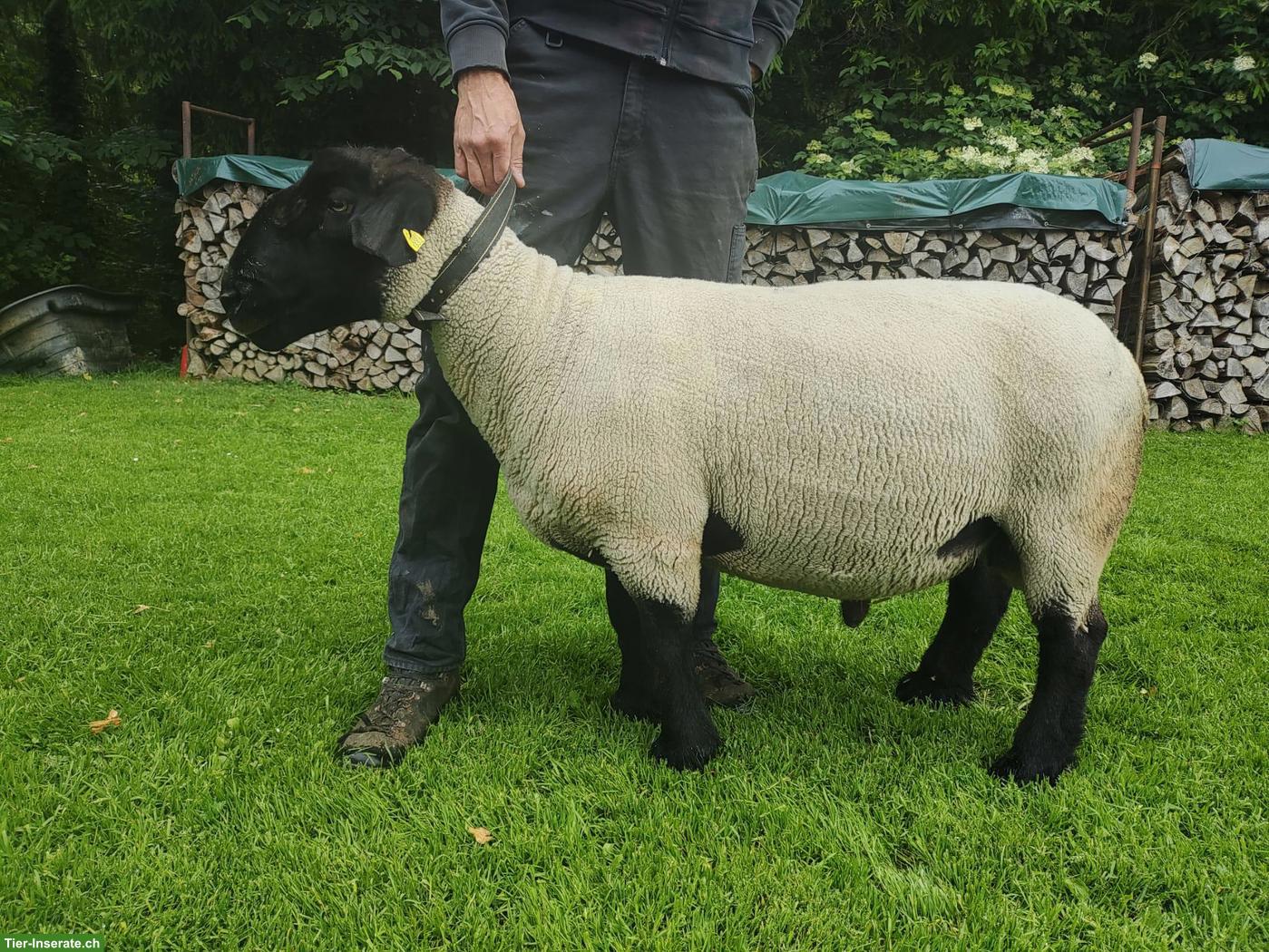 Bild 3: 3-jähriger Suffolk Bock zu verkaufen