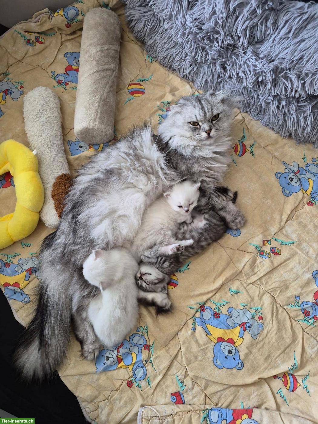 Junge Katzenbabys zu verkaufen