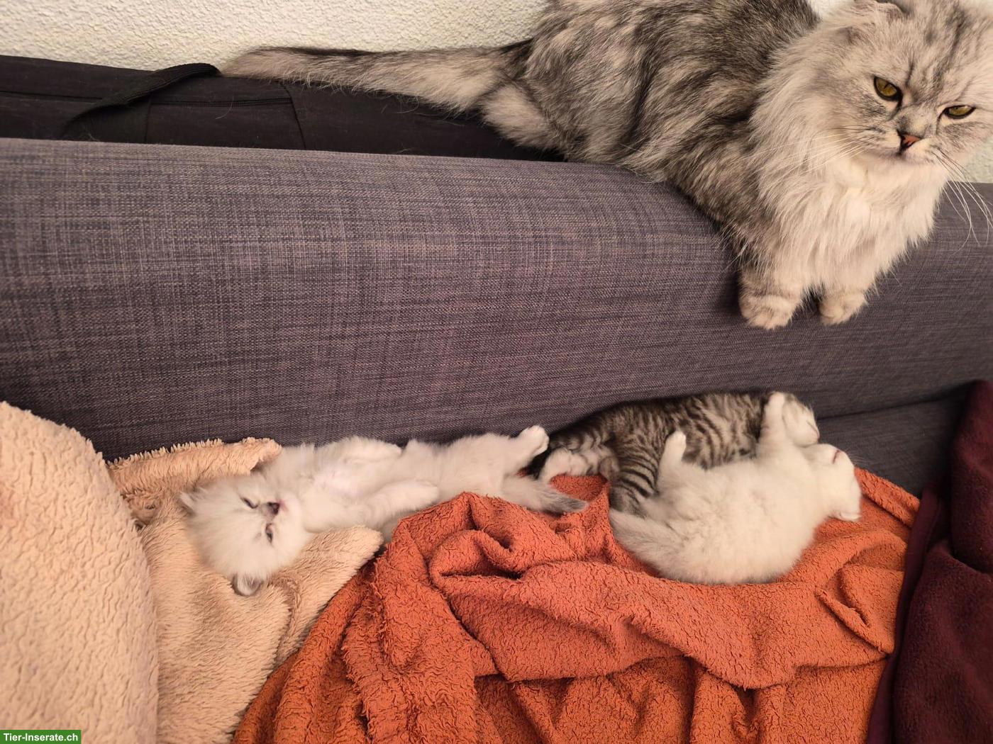 Bild 2: Junge Katzenbabys zu verkaufen