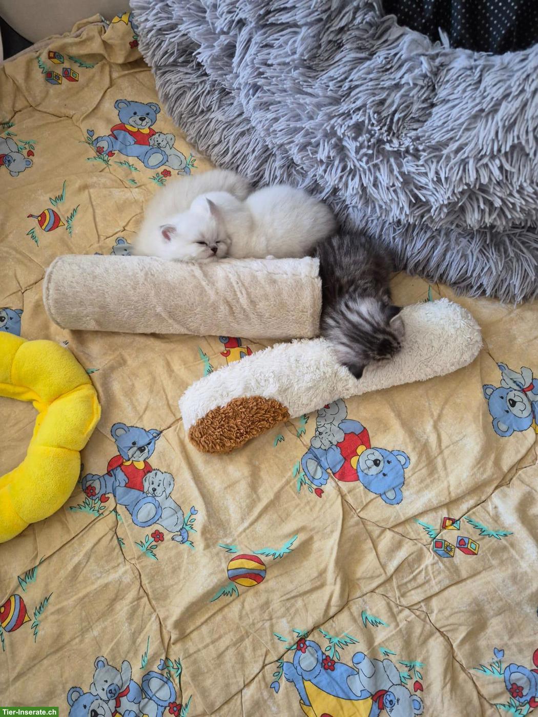 Bild 3: Junge Katzenbabys zu verkaufen