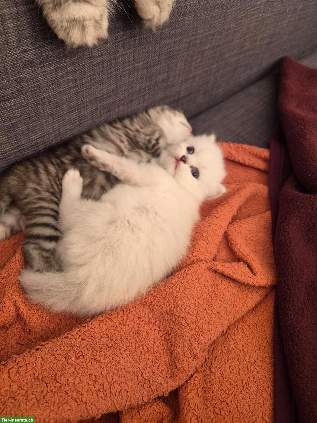 Bild 4: Junge Katzenbabys zu verkaufen