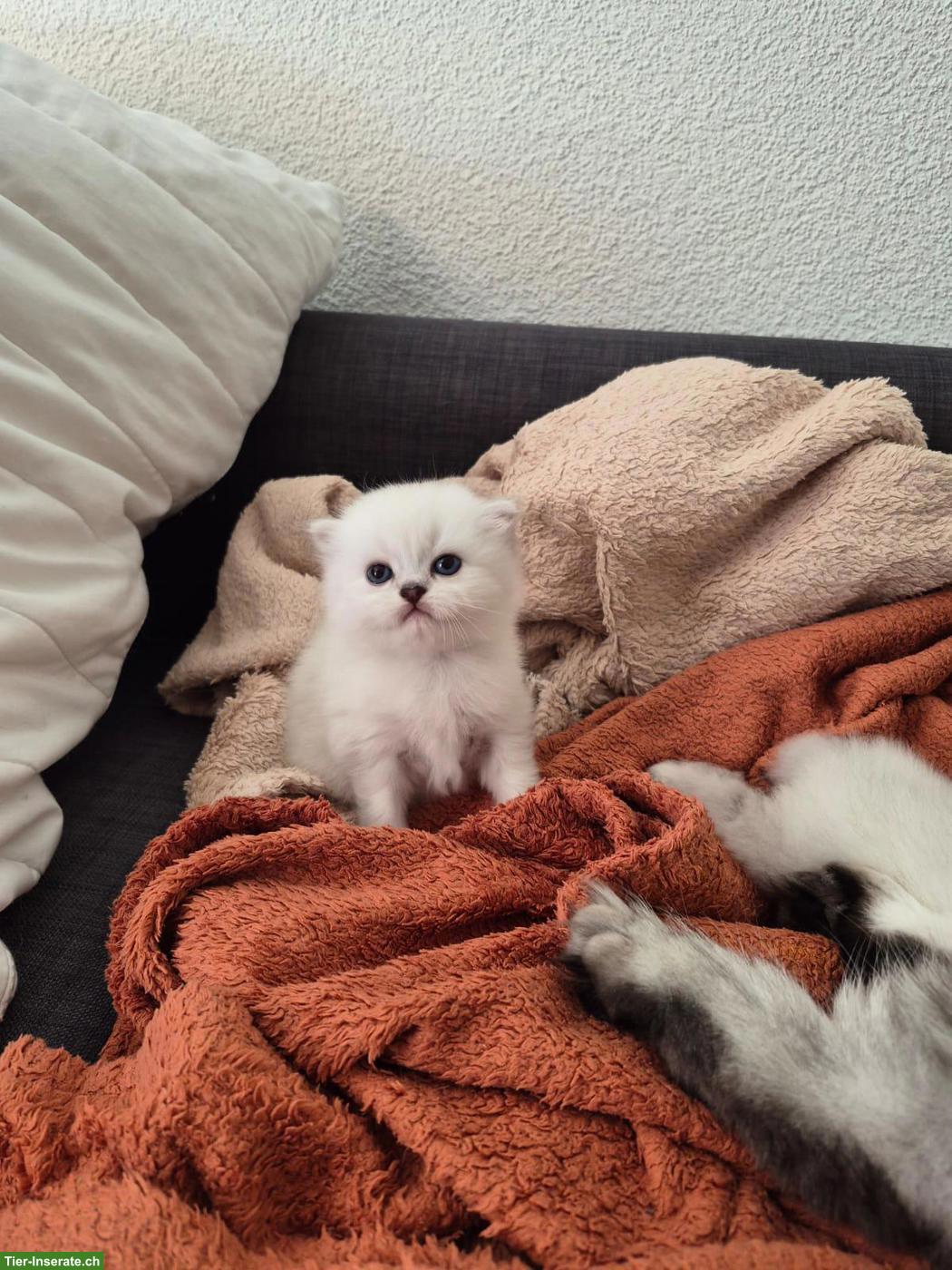 Bild 5: Junge Katzenbabys zu verkaufen