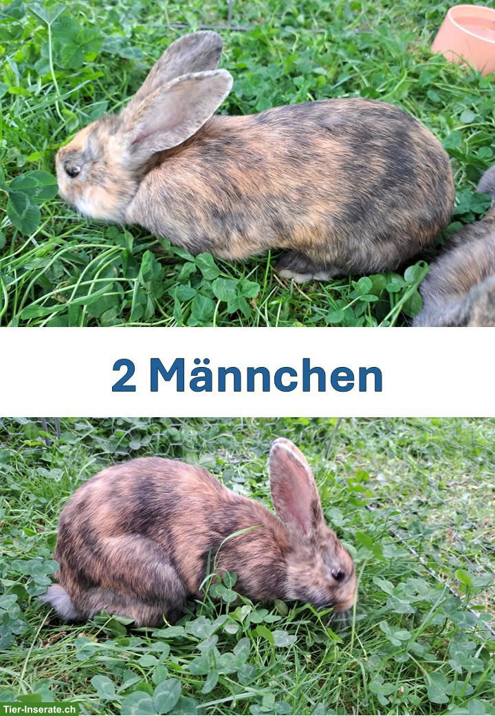 4 Schweizer Dreifarben Kleinschecken Jungtiere