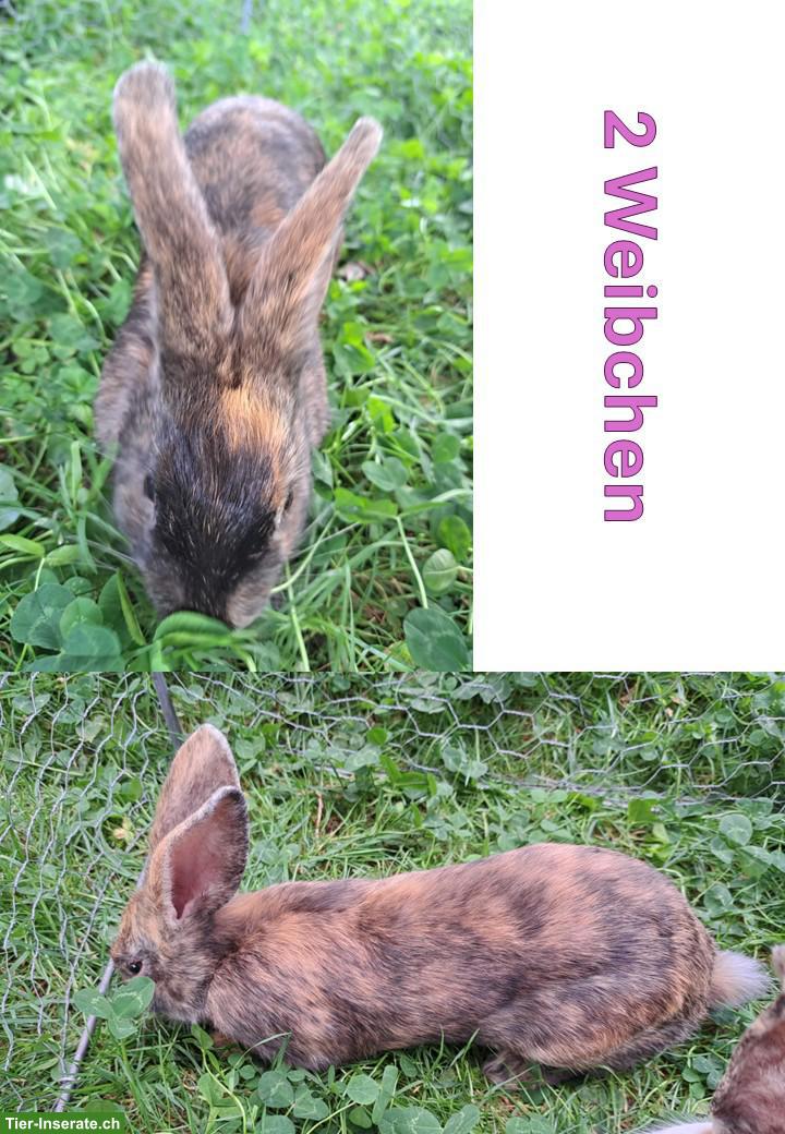 Bild 3: 4 Schweizer Dreifarben Kleinschecken Jungtiere