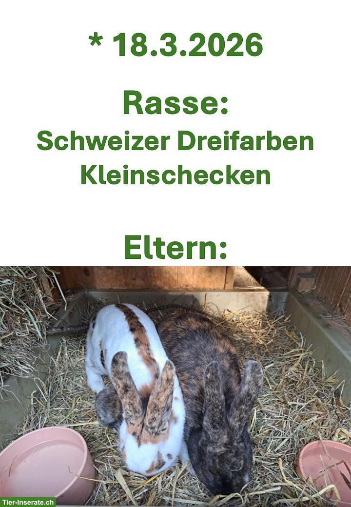 Bild 5: 4 Schweizer Dreifarben Kleinschecken Jungtiere
