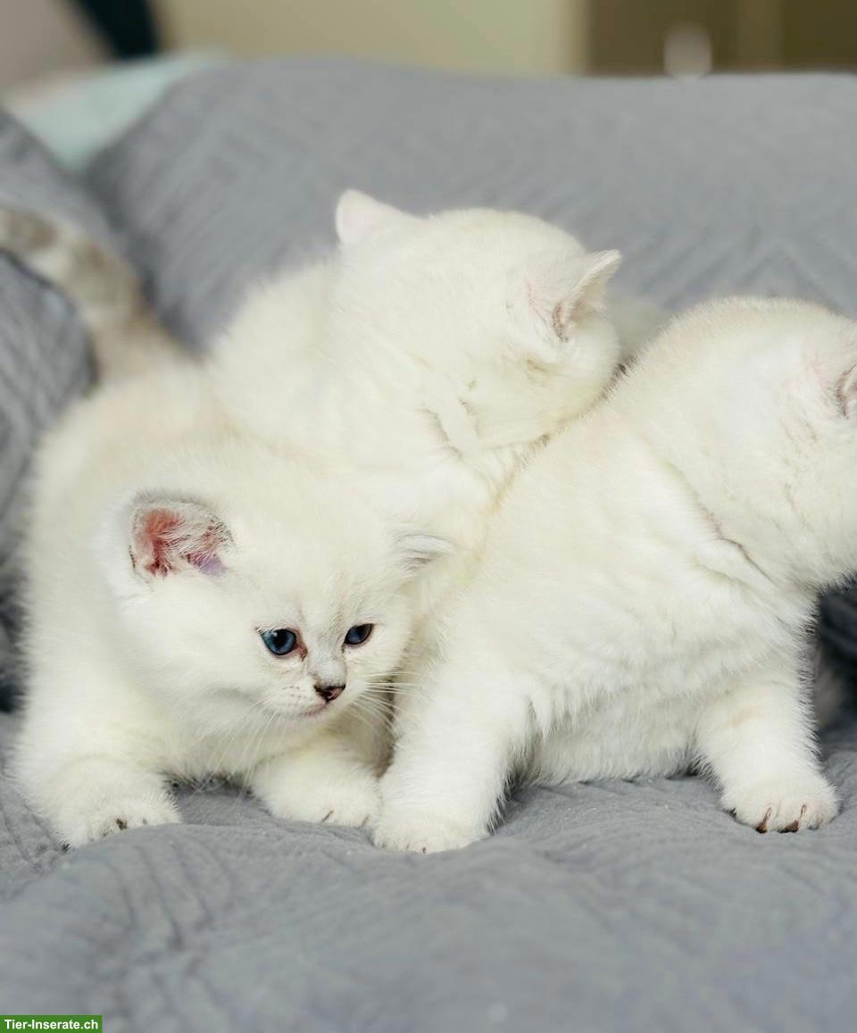 Premium BKH Kitten mit Stammbaum zu verkaufen