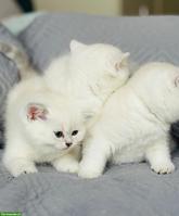 Premium BKH Kitten mit Stammbaum zu verkaufen