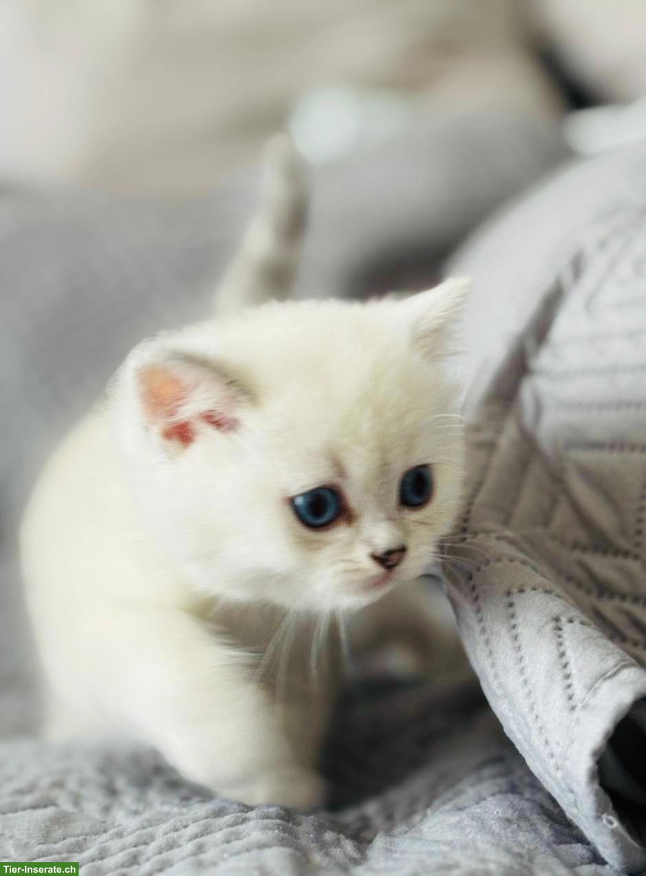 Bild 2: Premium BKH Kitten mit Stammbaum zu verkaufen