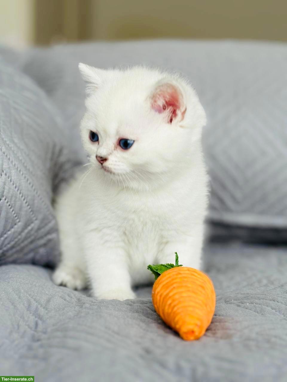 Bild 3: Premium BKH Kitten mit Stammbaum zu verkaufen
