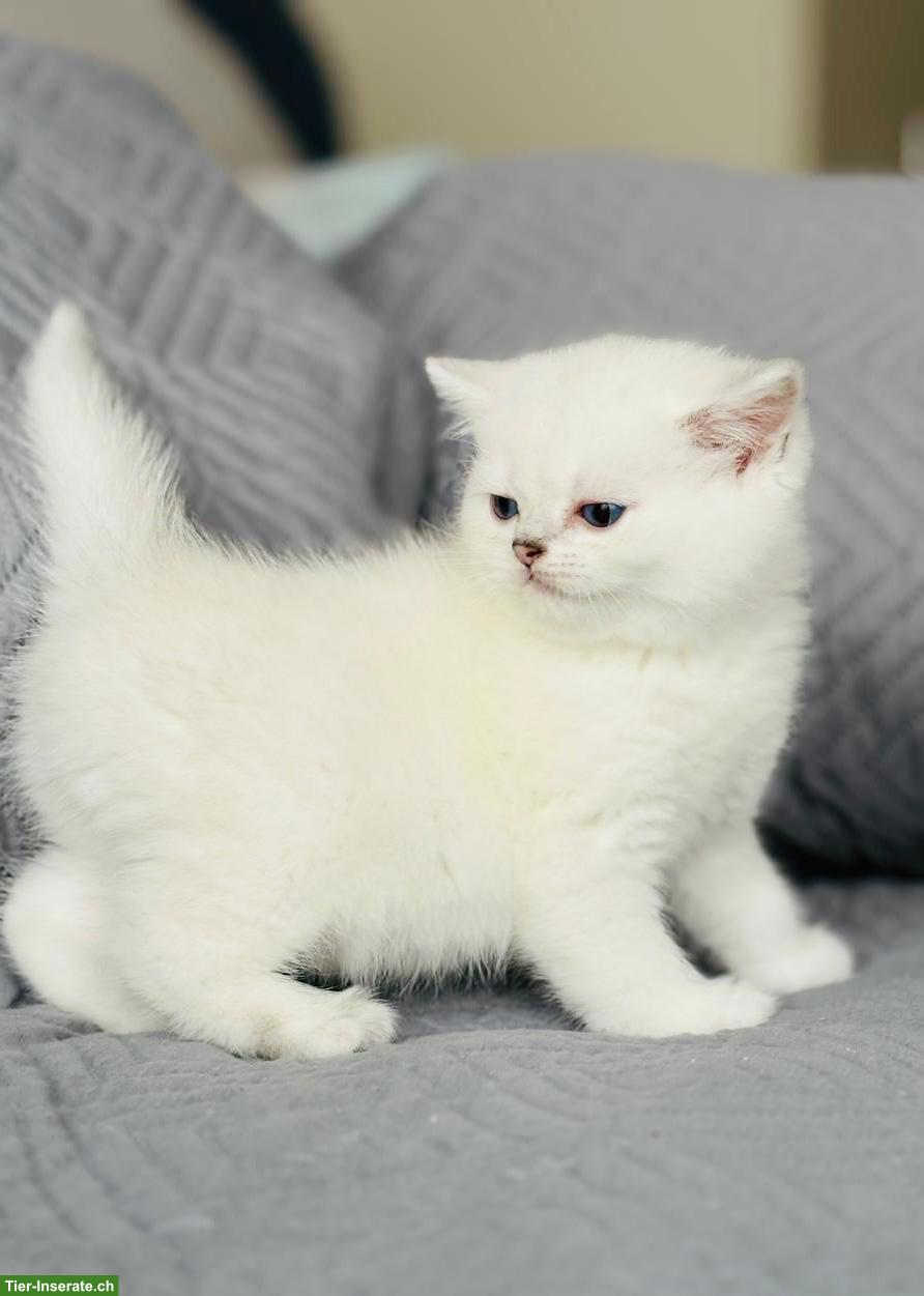 Bild 4: Premium BKH Kitten mit Stammbaum zu verkaufen
