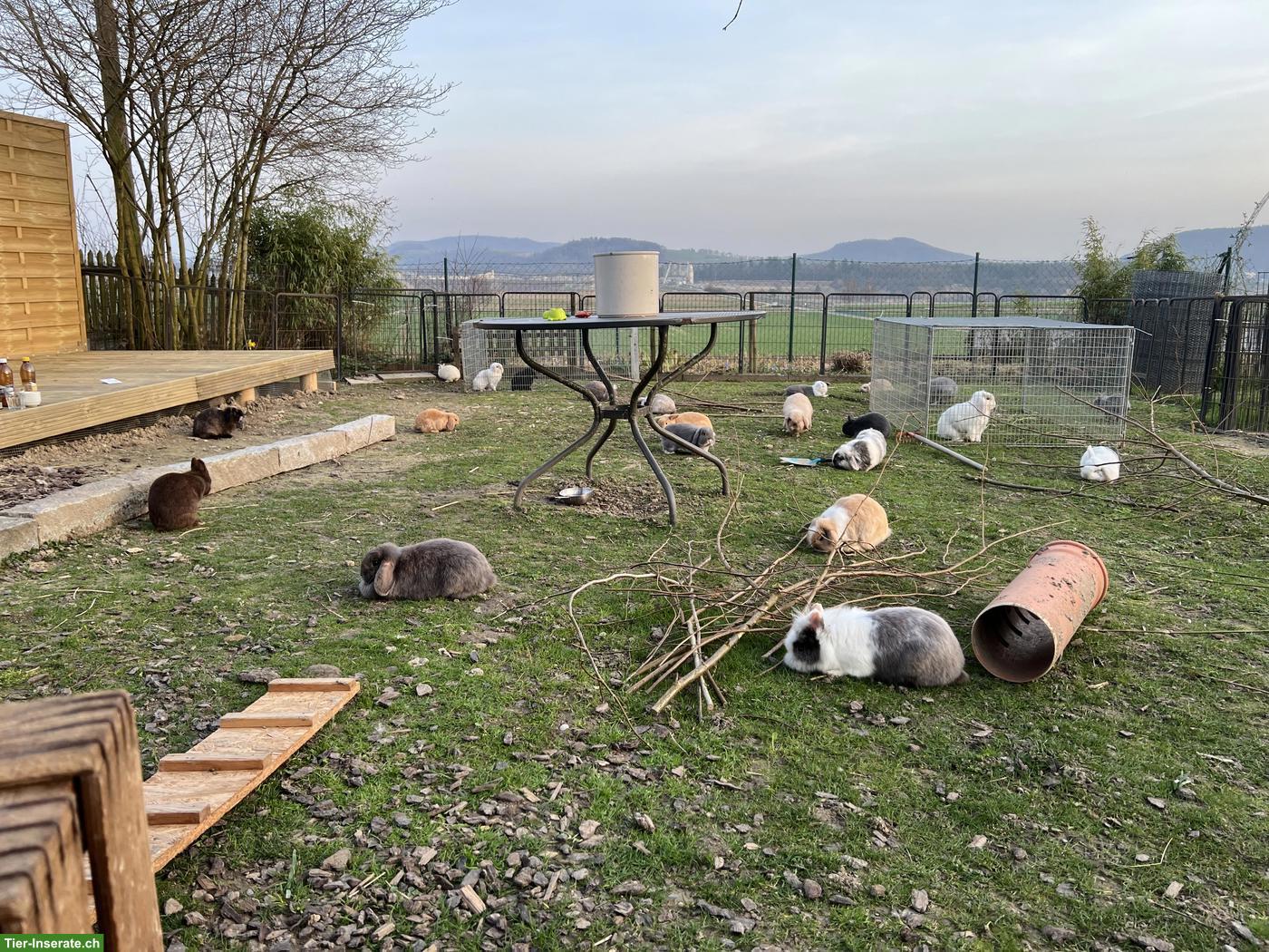 Bild 10: Ausgewachsene Minilop Zwergkaninchen, weiblich