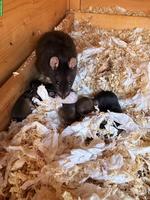 Süsse Ratten Babys zu verkaufen