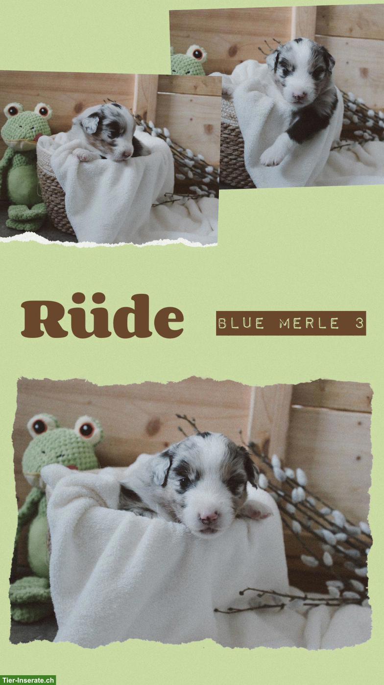 Bild 4: Wunderschöne Australian Shepherd Welpen suchen ein 5-Sterne-Zuhause