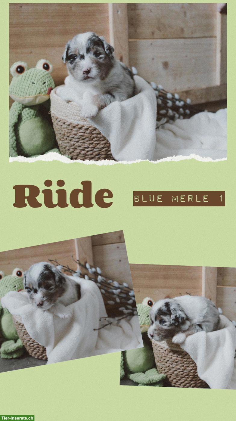 Bild 5: Wunderschöne Australian Shepherd Welpen suchen ein 5-Sterne-Zuhause