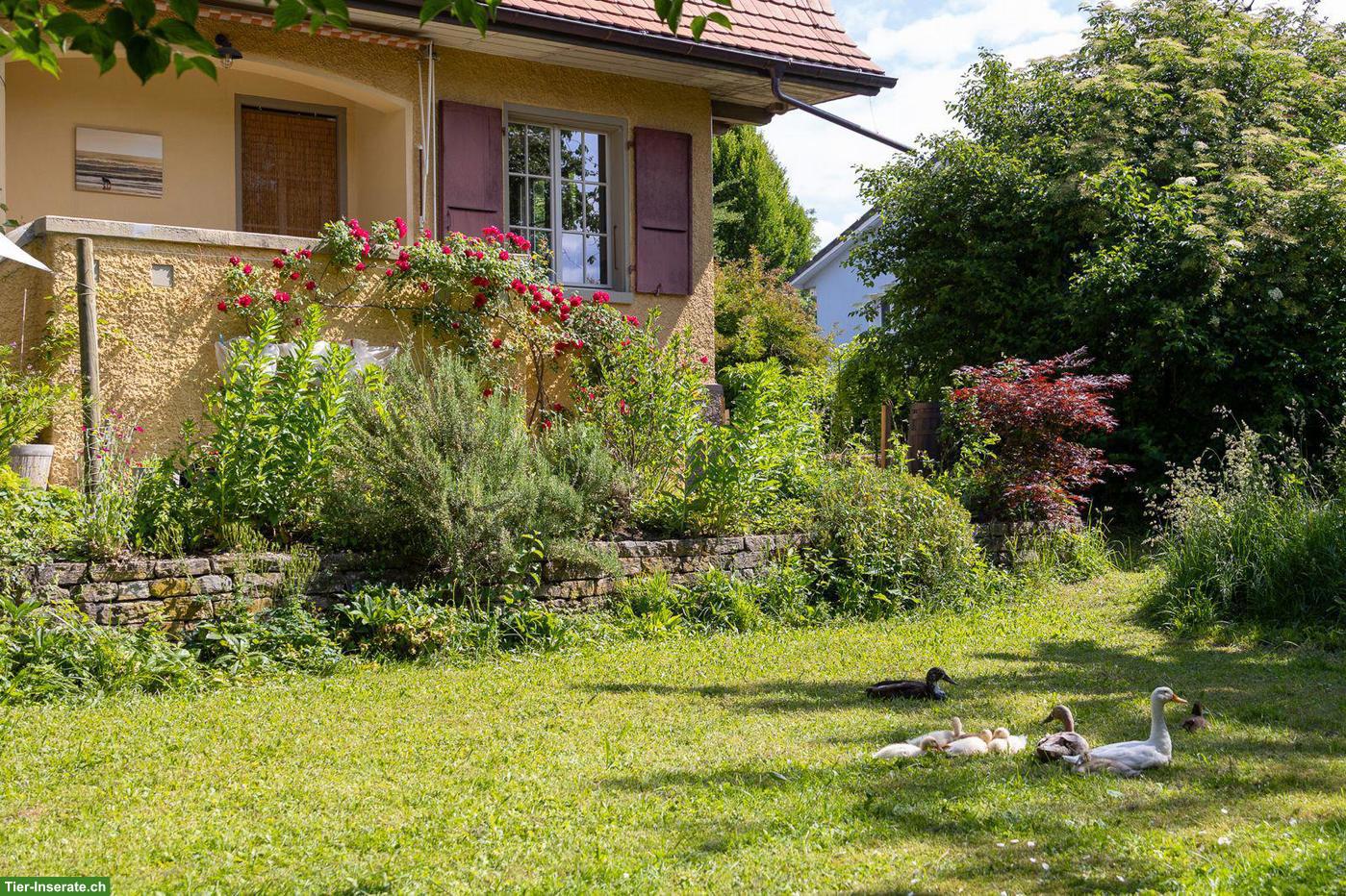 Bild 3: Laufenten zu verkaufen in Burgdorf