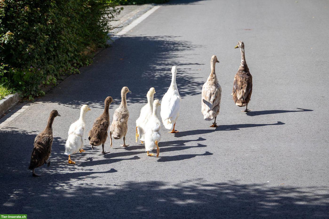 Bild 5: Laufenten zu verkaufen in Burgdorf