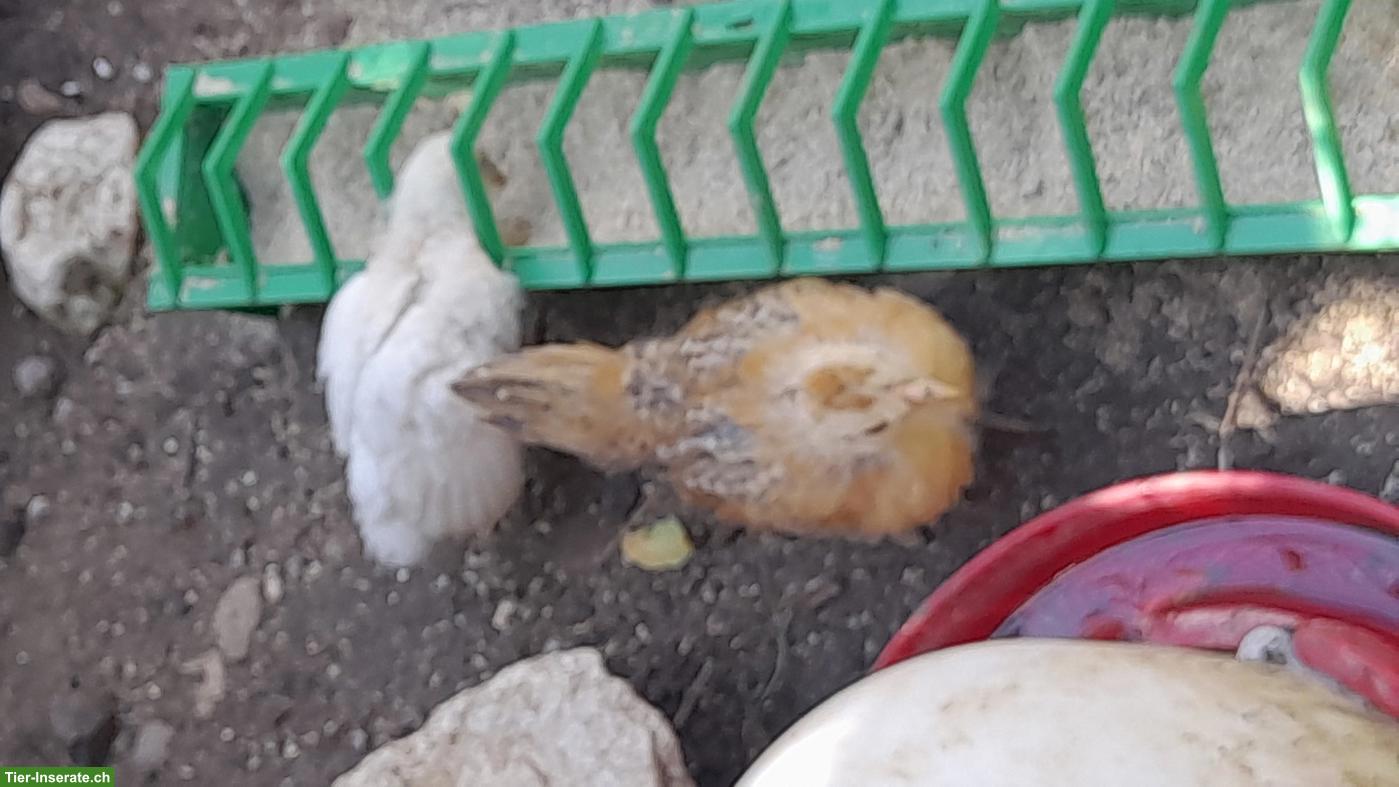 Bild 2: Küken Zwerghühner, Chabo/Seidenhuhn, Sebright/Seidenhuhn
