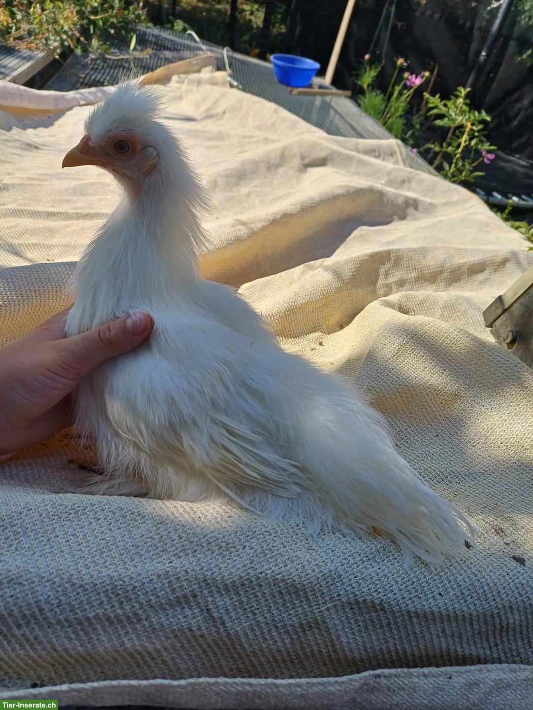 Bild 3: Hähne Zwerghühner, Chabo/Seidenhuhn, Sebright/Seidenhuhn