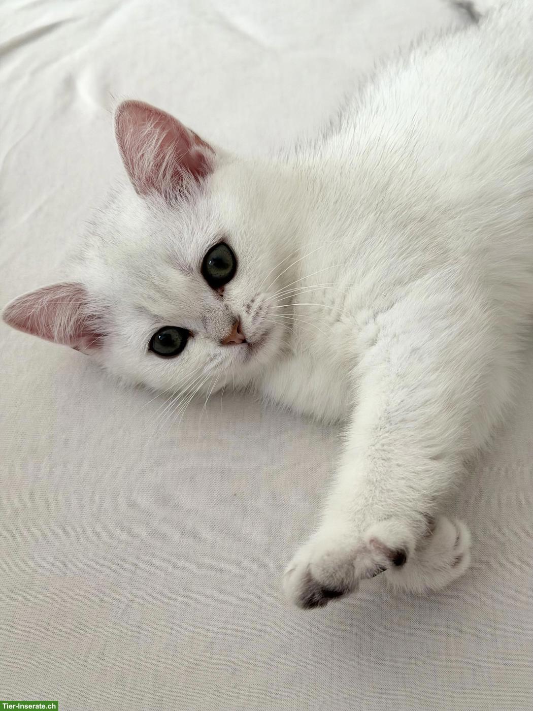 Britisch Kurzhaar (BKH) Kitten Silver Shaded suchen ein Zuhause