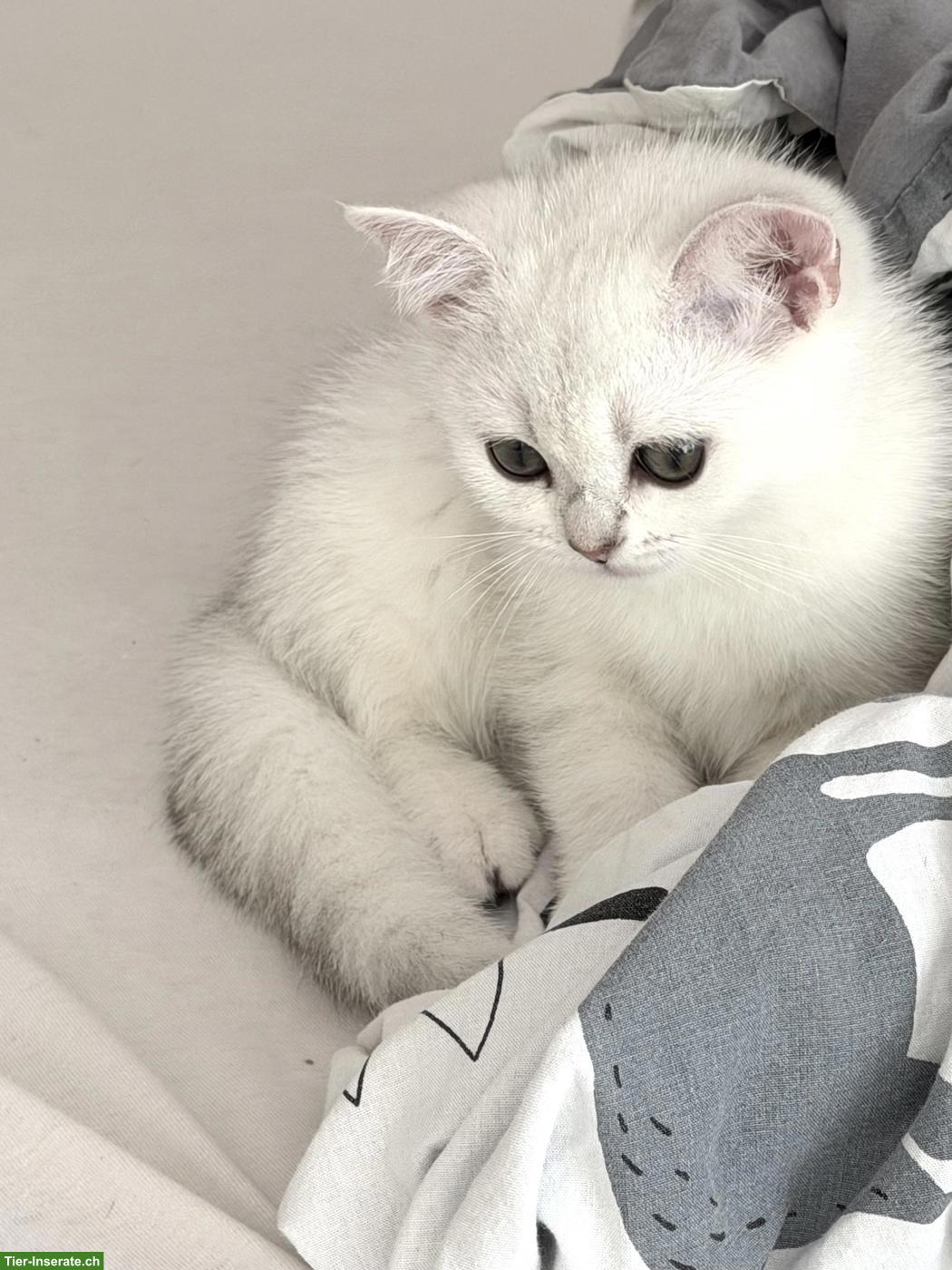 Bild 2: Britisch Kurzhaar (BKH) Kitten Silver Shaded suchen ein Zuhause