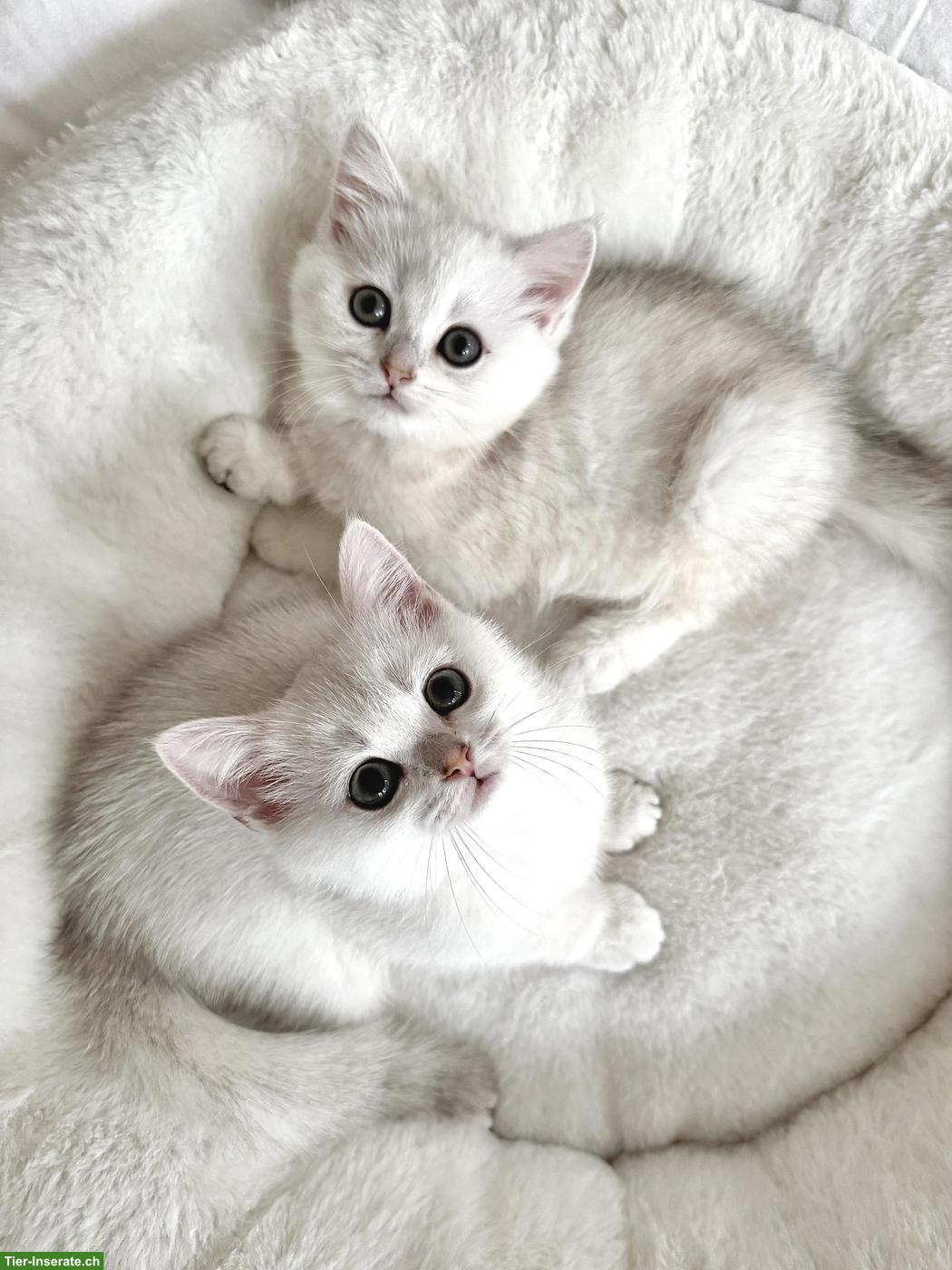 Bild 3: Britisch Kurzhaar (BKH) Kitten Silver Shaded suchen ein Zuhause