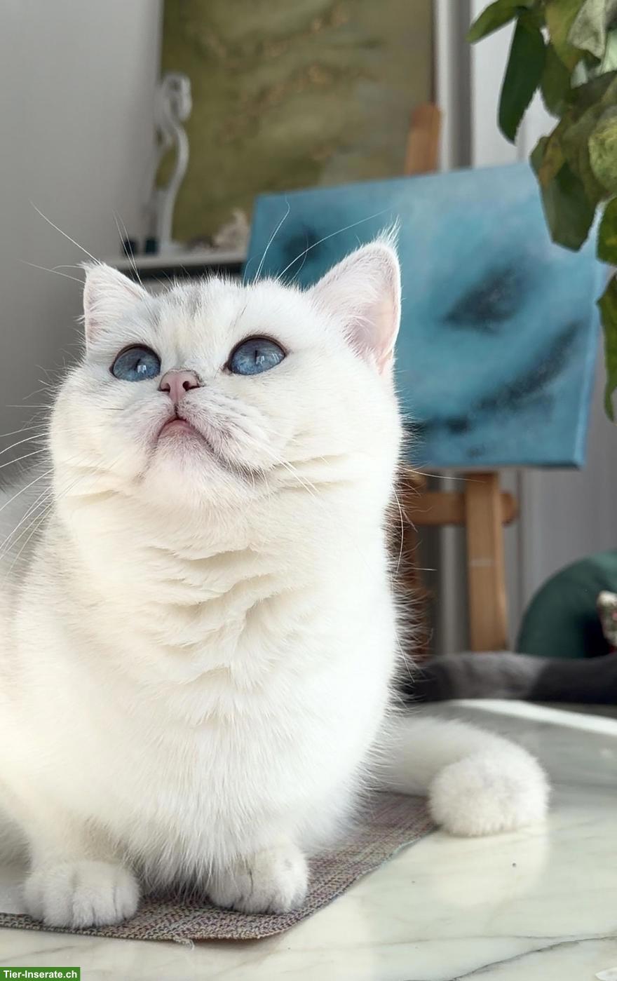 Bild 5: Britisch Kurzhaar (BKH) Kitten Silver Shaded suchen ein Zuhause