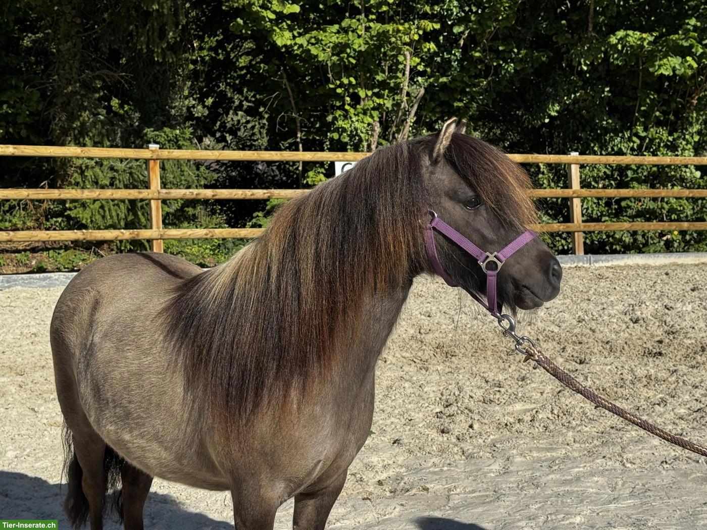 Shetty Stute, mausfalbe mit Aalstrich