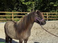 Shetty Stute, mausfalbe mit Aalstrich