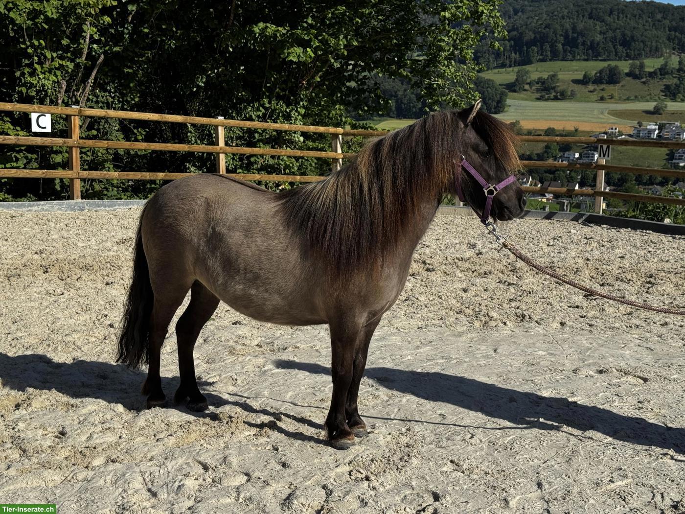 Bild 2: Shetty Stute, mausfalbe mit Aalstrich
