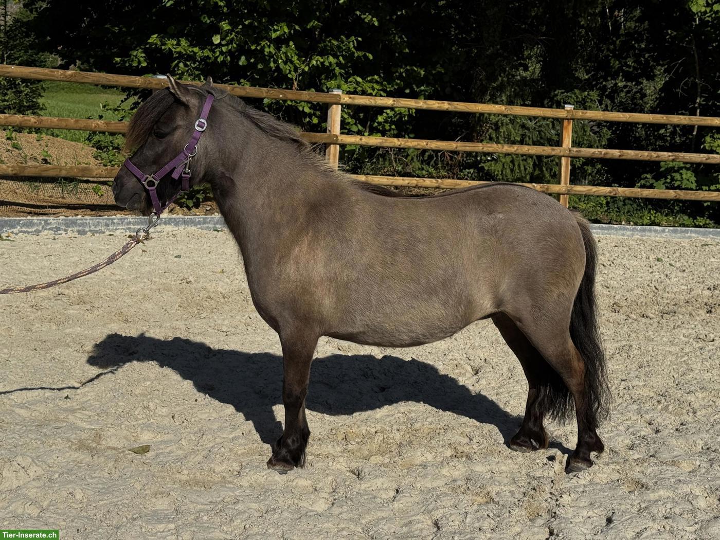 Bild 3: Shetty Stute, mausfalbe mit Aalstrich