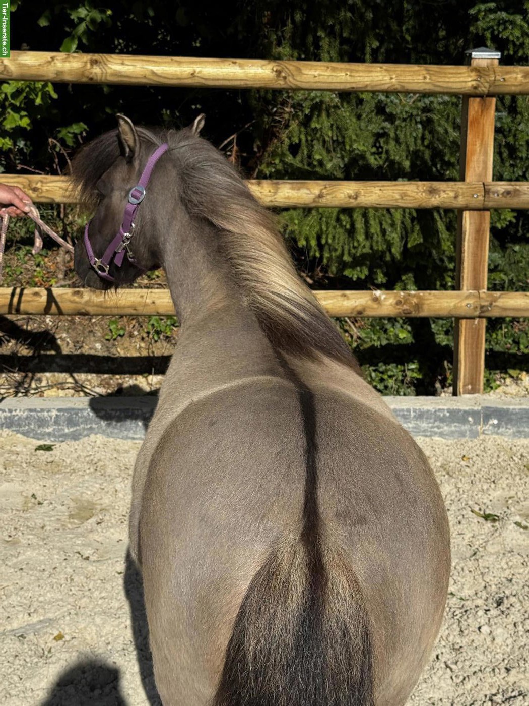 Bild 4: Shetty Stute, mausfalbe mit Aalstrich