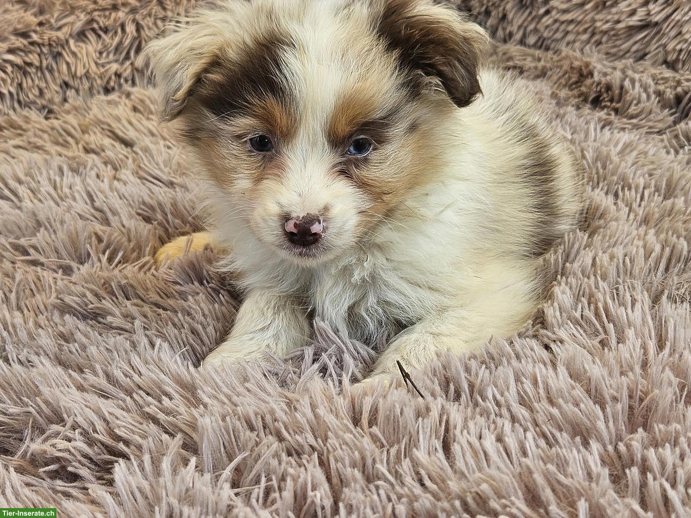 Mini Aussie Welpen abzugeben