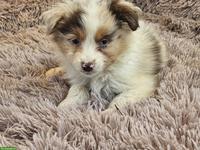 Mini Aussie Welpen abzugeben