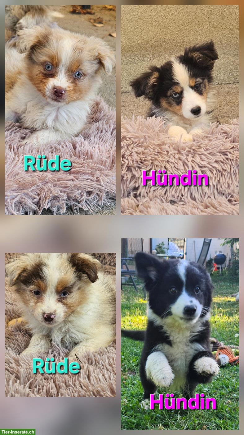 Bild 10: Mini Aussie Welpen abzugeben