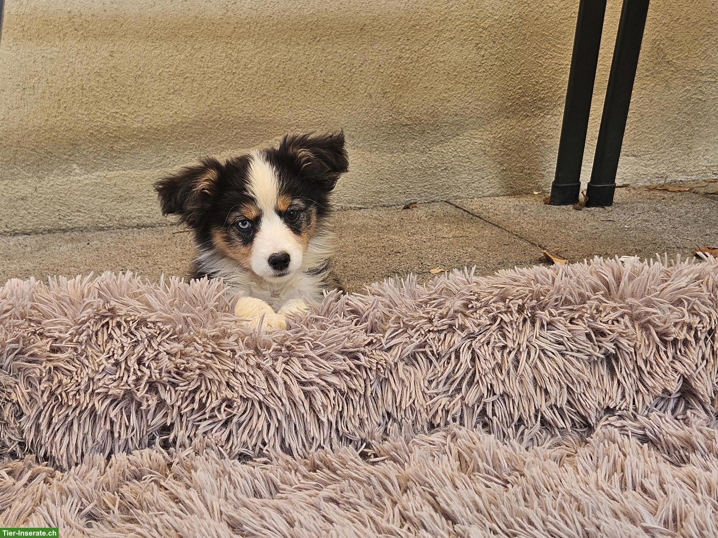Bild 2: Mini Aussie Welpen abzugeben