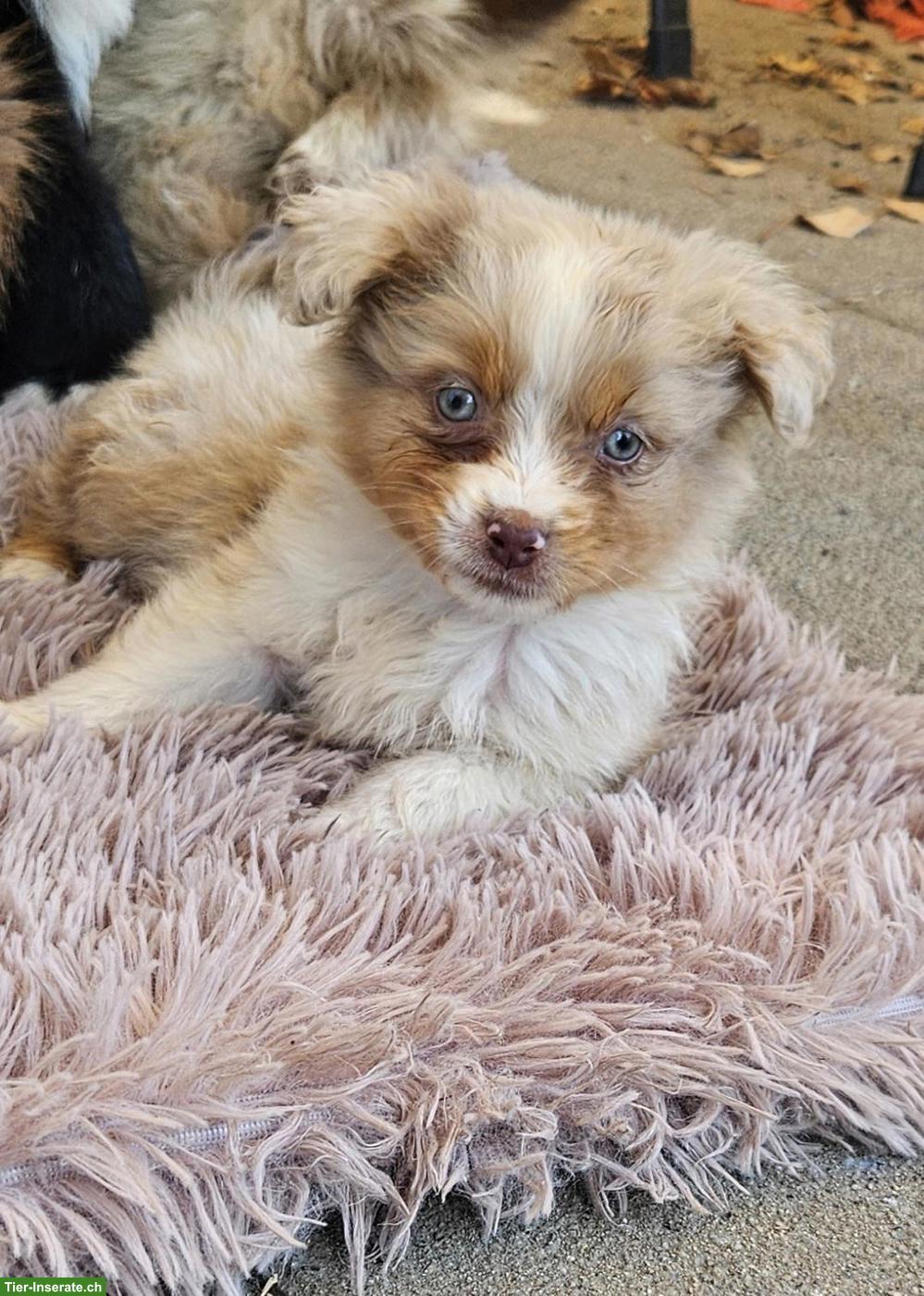 Bild 3: Mini Aussie Welpen abzugeben