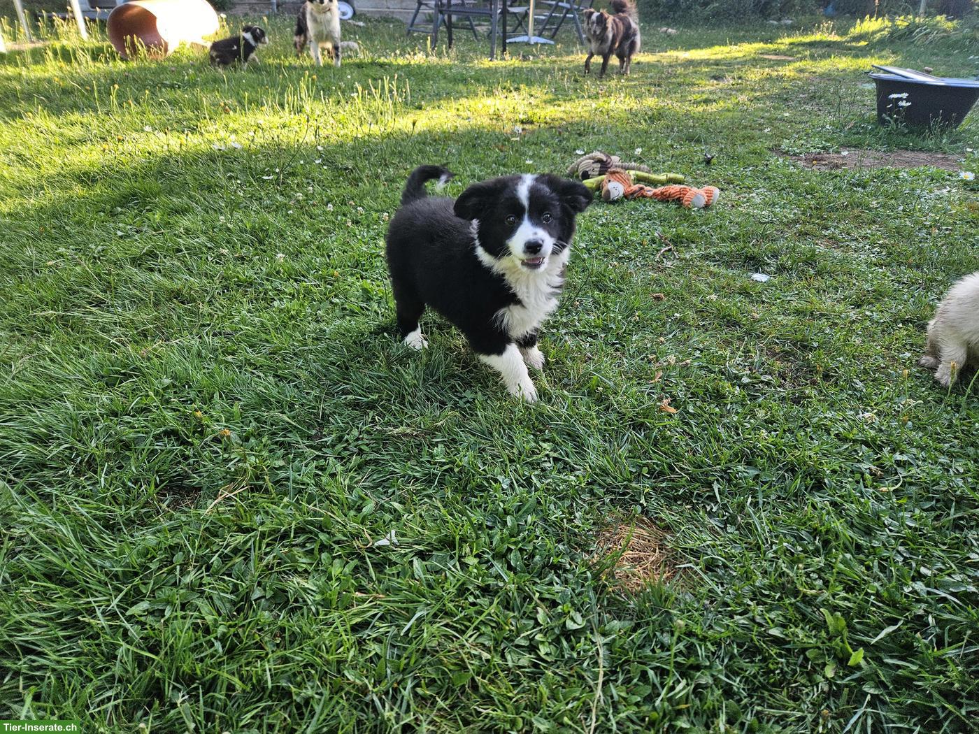 Bild 4: Mini Aussie Welpen abzugeben